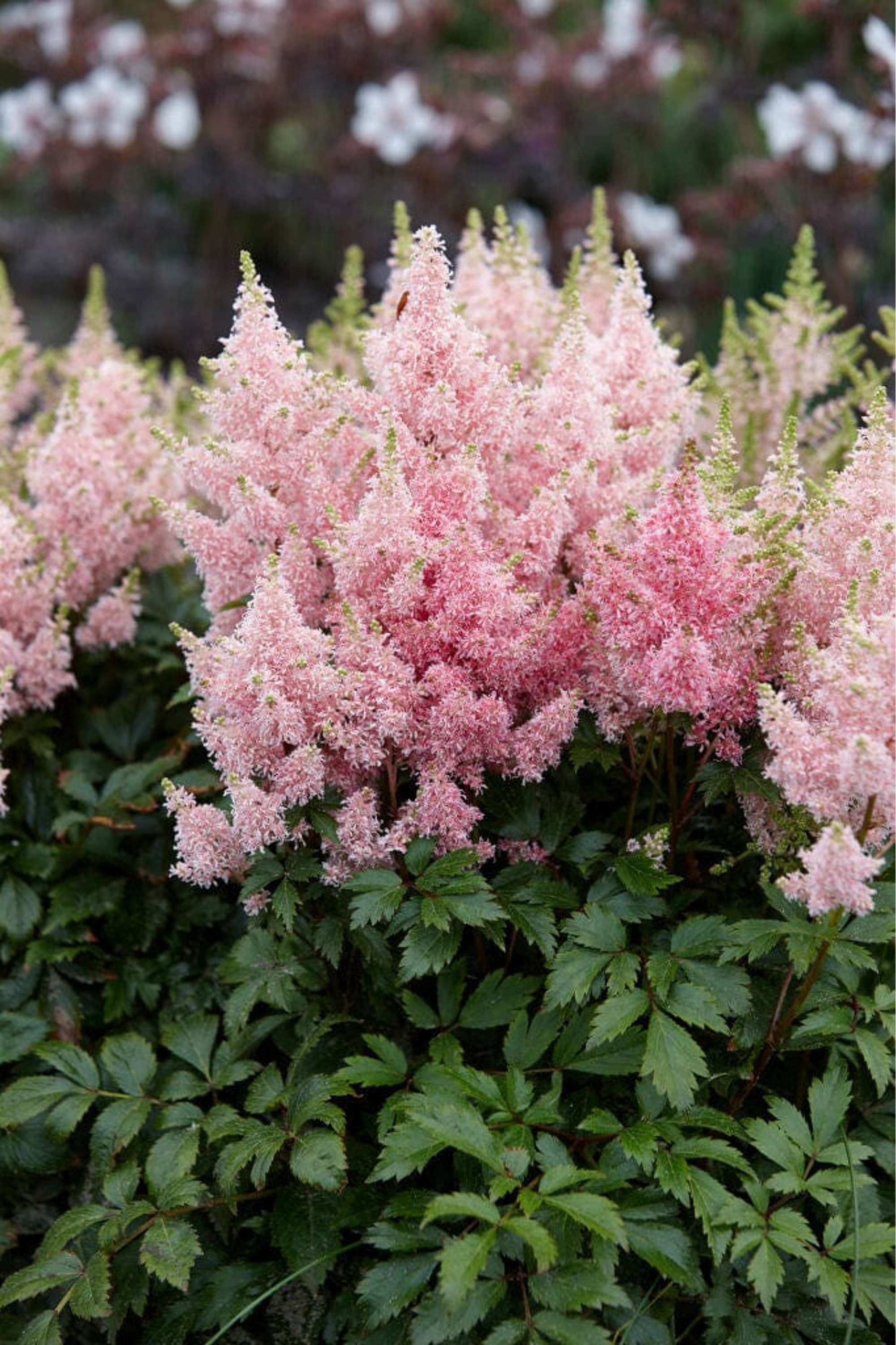 Astilbe 'Younique Salmon'